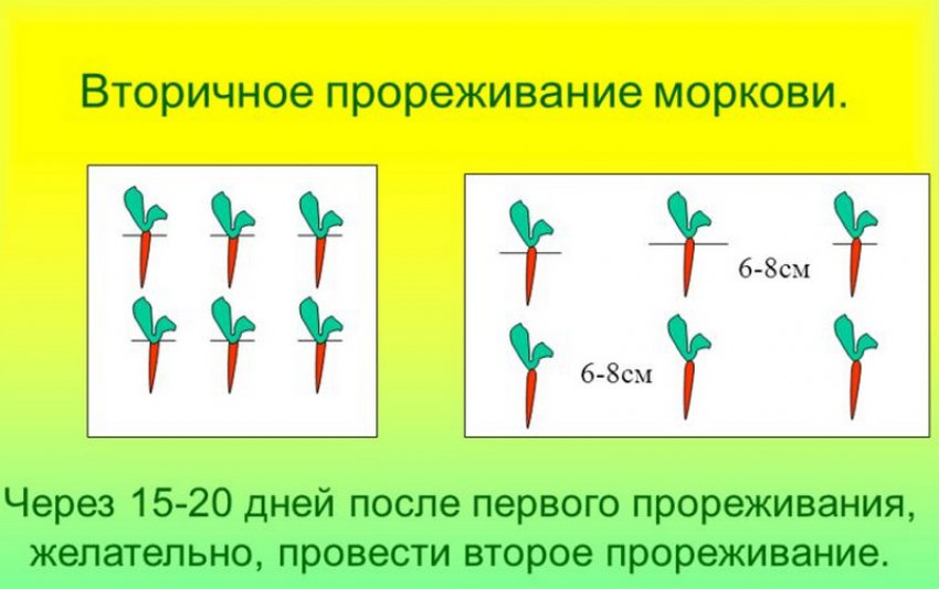 Проріджування насаджень