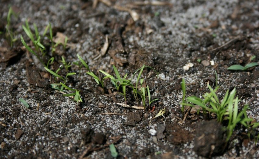 Сходи моркви Сходи моркви