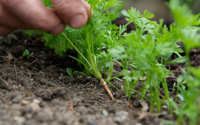 Проріджування моркви Проріджування моркви