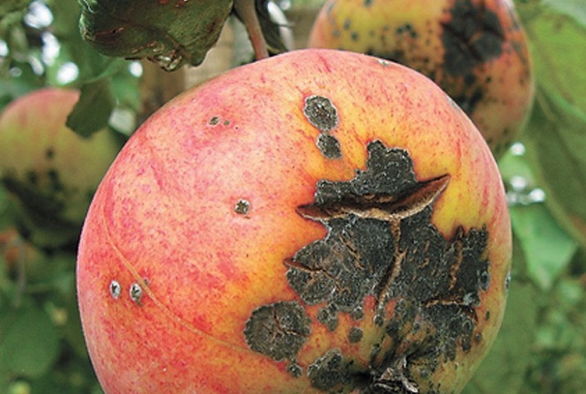 Парша на яблуці