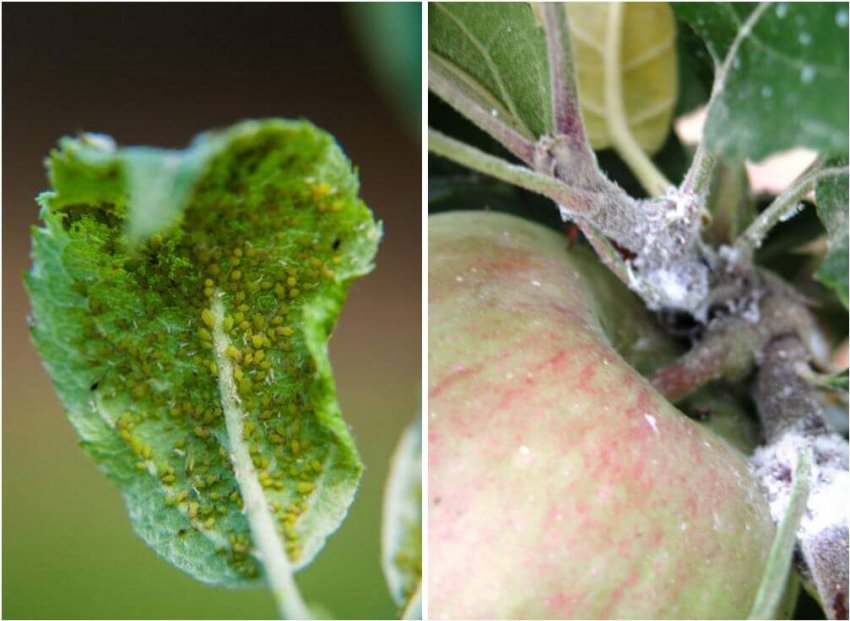 Яблунева попелиця