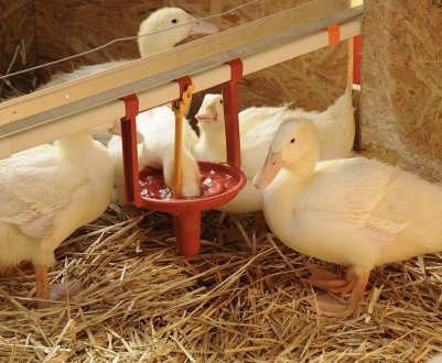 Як зробити поїлку для качок своїми руками