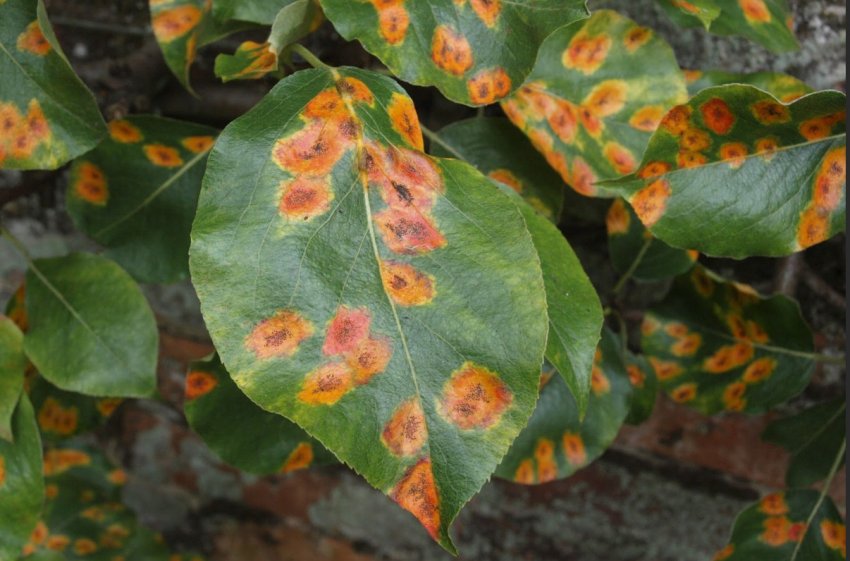 Помаранчеві точки на листках яблуні