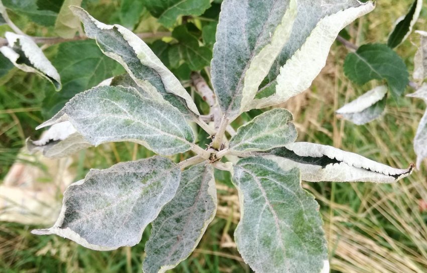 Борошниста роса яблуні