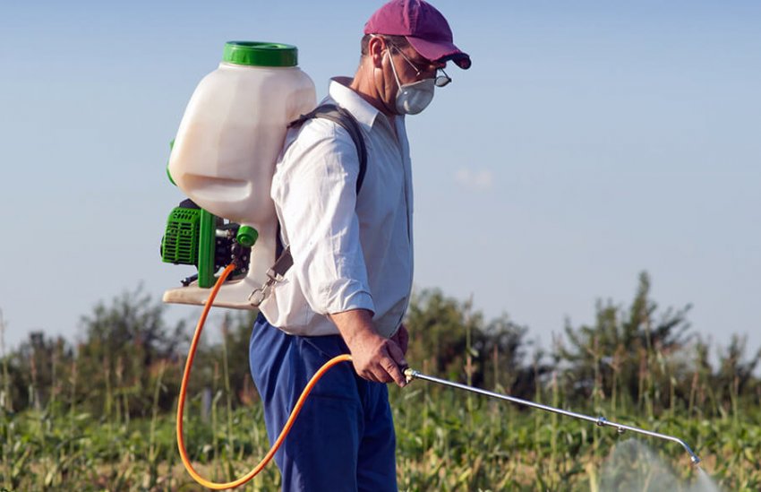 Обприскування моркви від шкідників Обприскування моркви від шкідників
