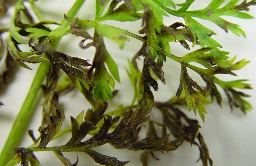 Бура плямистість моркви Бура плямистість моркви