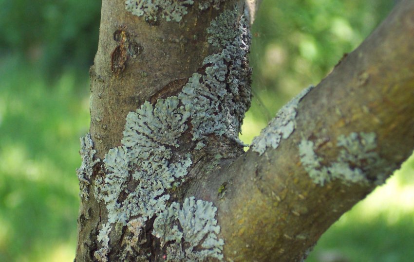 Лишайник на деревах