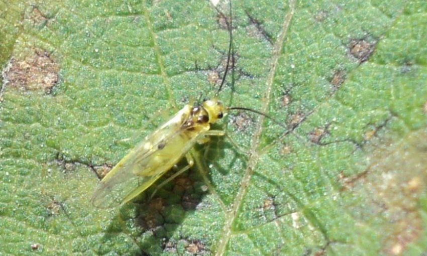 Листоблошка