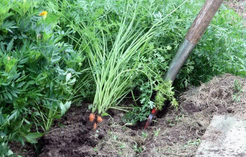 Збір урожаю моркви Збір урожаю моркви