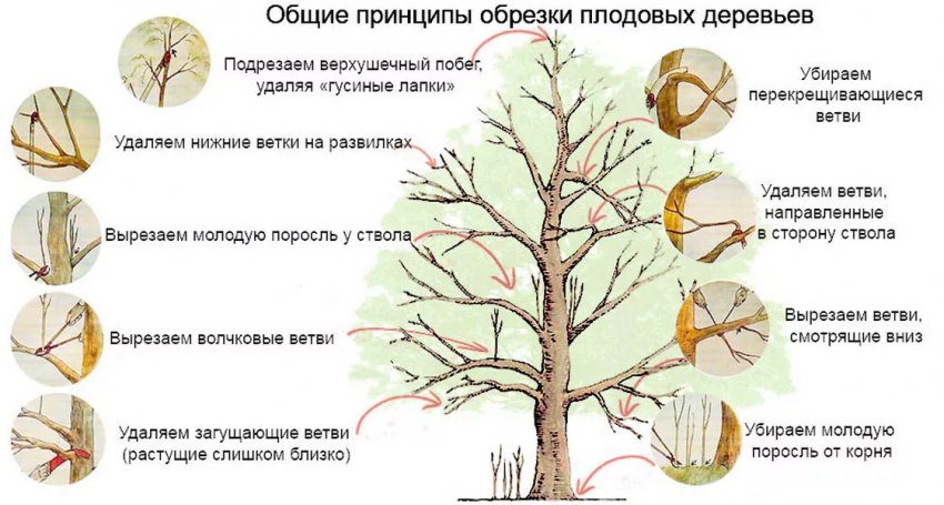 Принципи обрізування яблуні Принципи обрізування яблуні