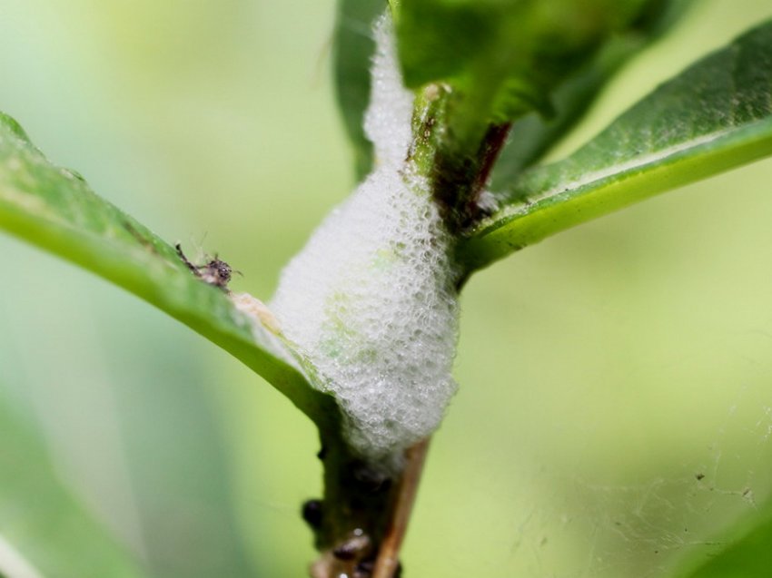 Пенница слюнявая