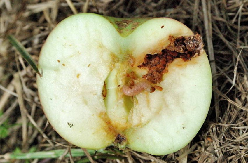 Яблучна плодожерка