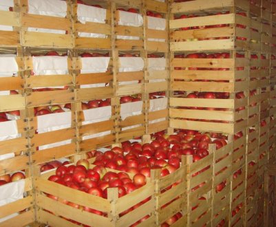 Як надовго зберегти яблука в погребі свіжими?