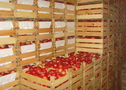 Как надолго сохранить яблоки в погребе свежими?