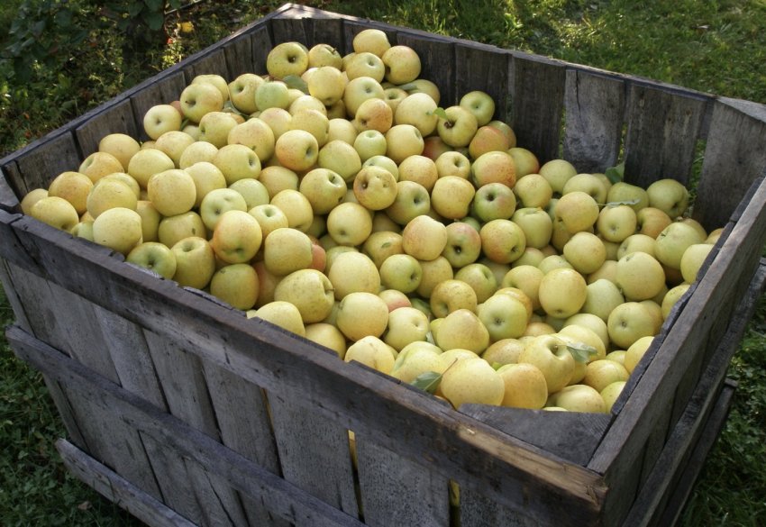 Яблоки для хранения на зиму