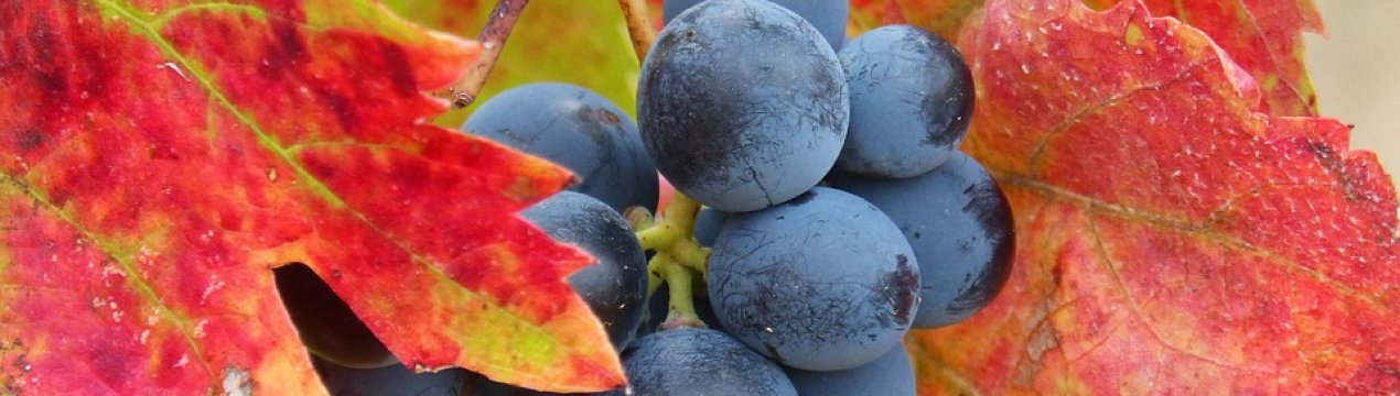 Через скручування листя врожайність винограду може знижуватися на 80%