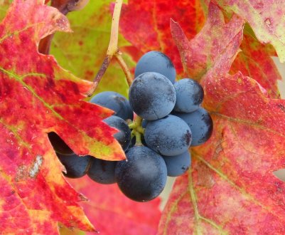 Через скручування листя врожайність винограду може знижуватися на 80%