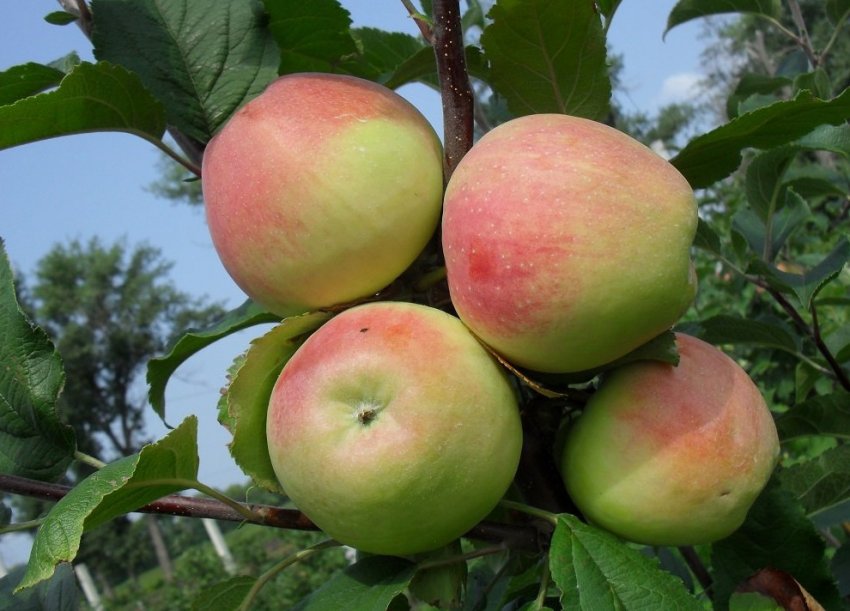 Яблуня Строевское Яблуня Строевское