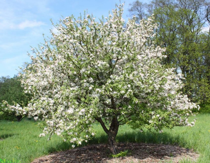 Яблуня Строевское Яблуня Строевское