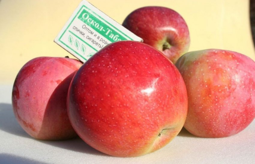 Плоди яблуні Строевское Плоди яблуні Строевское