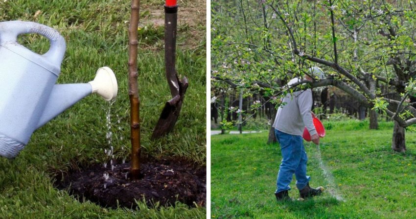 Полив і підгодівля яблуні Полив і підгодівля яблуні