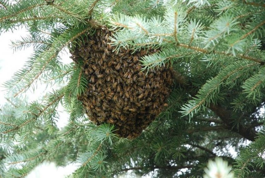 Хвойным пчел. Пчелка на елке. Рой пчел. Пчелы роятся на елке. Пчелы и хвойные.