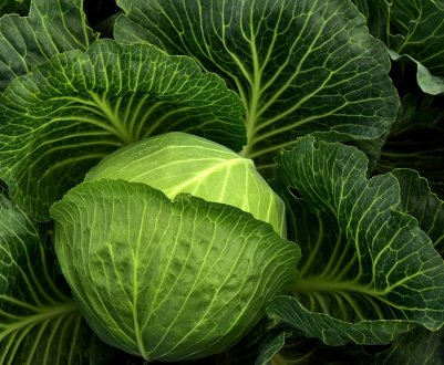 В цьому році української капусті загрожує бактеріоз і пероноспороз