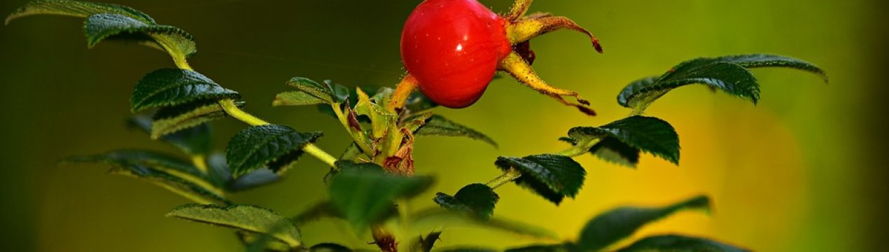 Найбільша плантація шипшини в Європі з'явиться під Одесою