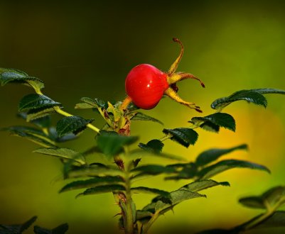 Найбільша плантація шипшини в Європі з'явиться під Одесою