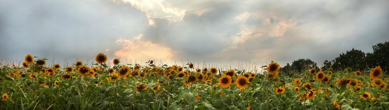 За останніх 10 років в Україні втричі зросла площа ураження соняшнику вовчком