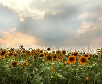 За останніх 10 років в Україні втричі зросла площа ураження соняшнику вовчком