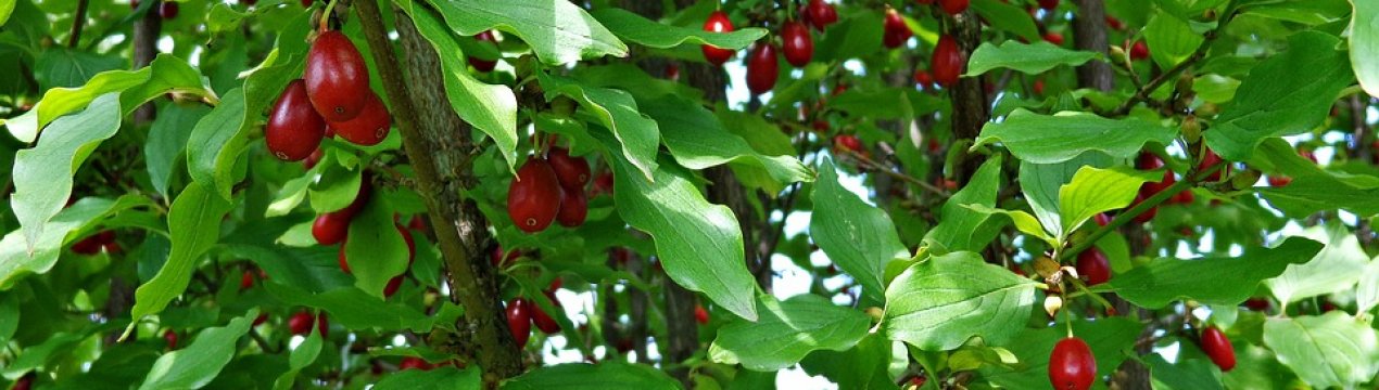 Кизил – ідеальна культура для органічного садівництва України