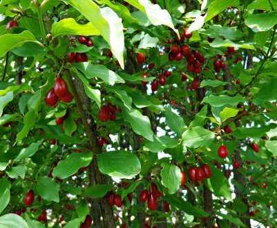 Кизил – ідеальна культура для органічного садівництва України