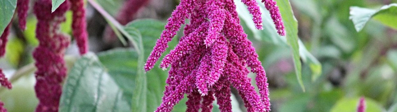 Органічні господарства України роблять ставку на амарант