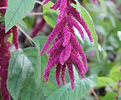 Органічні господарства України роблять ставку на амарант