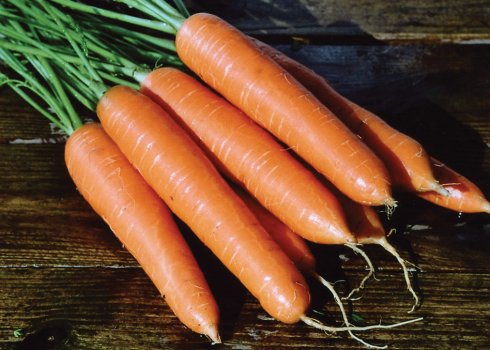 Особливості догляду та вирощування моркви Лагуна F1