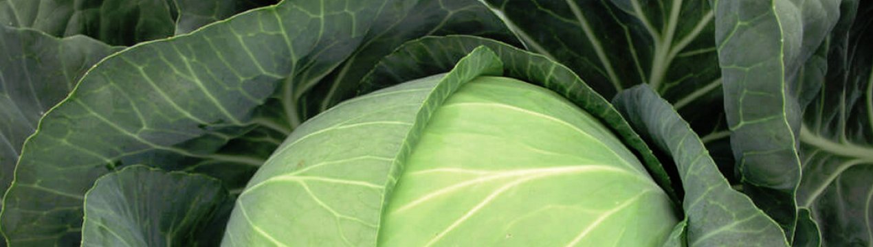 Капуста Бригадир F1: особливості та характеристика сорти, вирощування і догляд