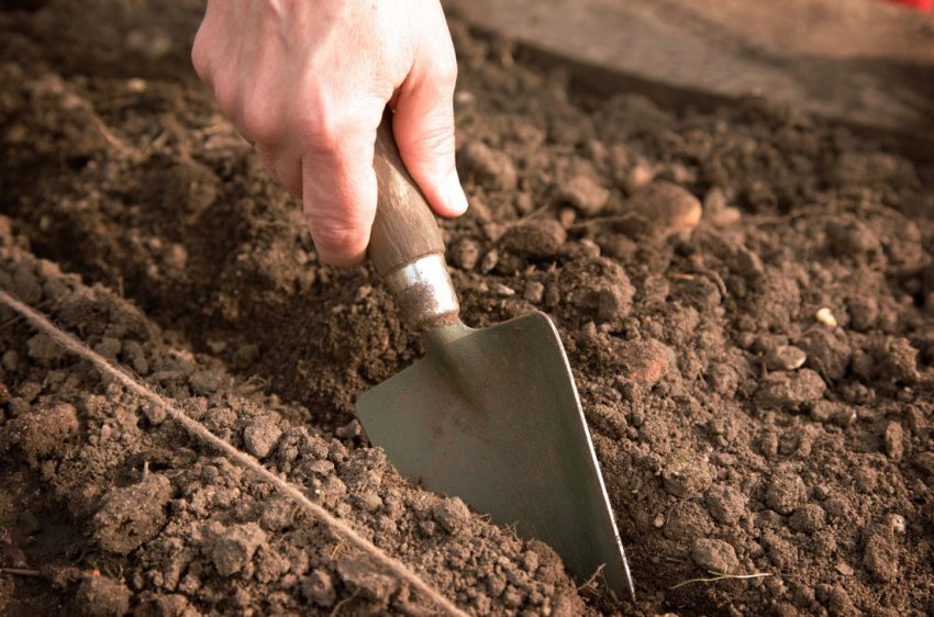 Підготовка посадкової грядки для посіву моркви Підготовка посадкової грядки для посіву моркви