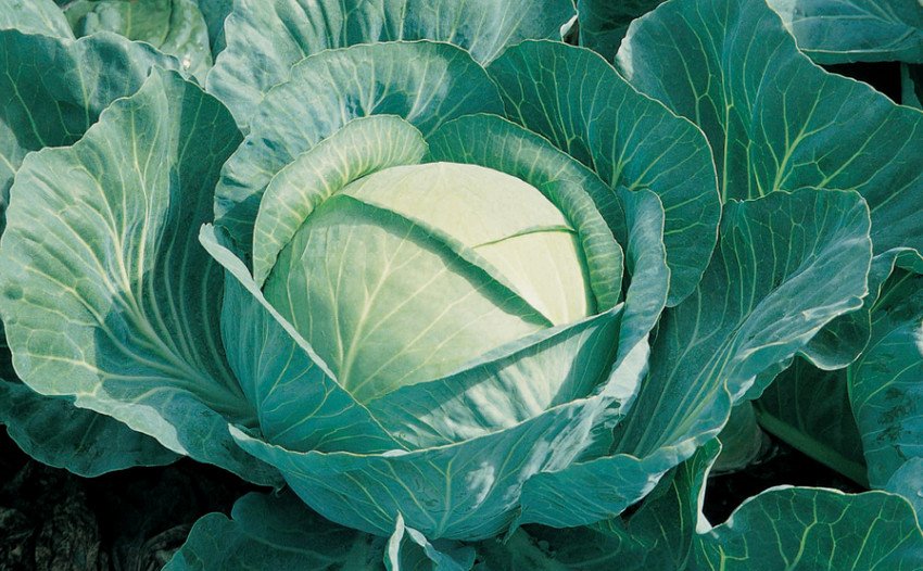 Капуста Бригадир f1 Капуста Бригадир f1