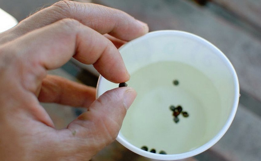 Замочування насіння капусти Замочування насіння капусти