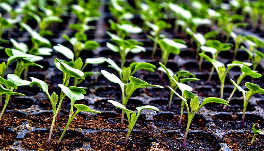 Розсада капусти Розсада капусти