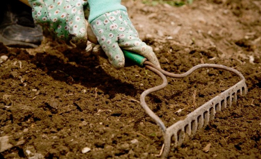 Підготовка ґрунту для посадки Підготовка ґрунту для посадки