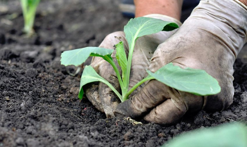 Пересаджування розсади у відкритий ґрунт Пересаджування розсади у відкритий ґрунт