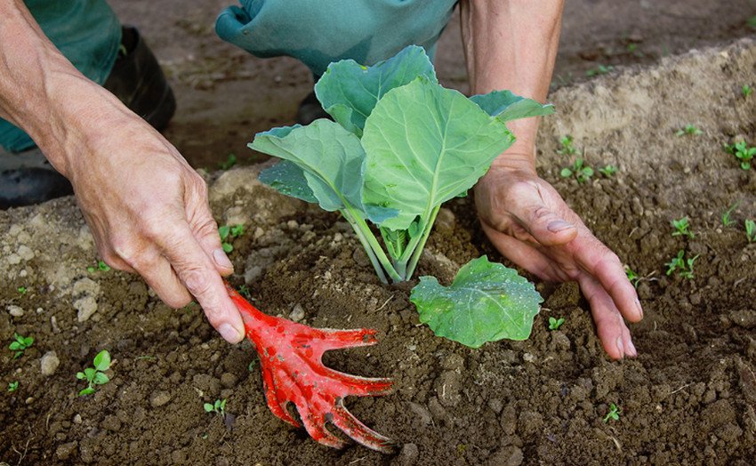 Підгортання кущів капусти Підгортання кущів капусти
