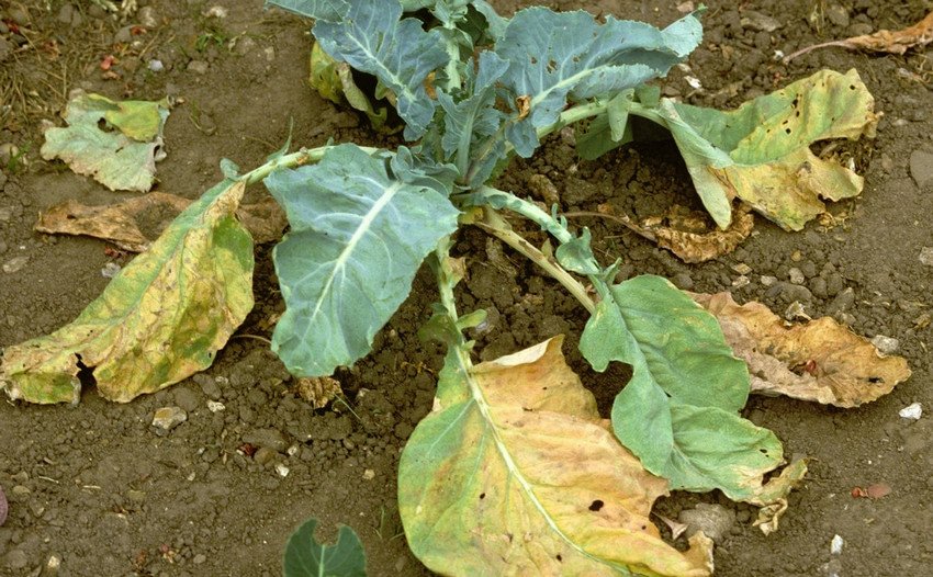 Фузаріозне в'янення Фузаріозне в'янення