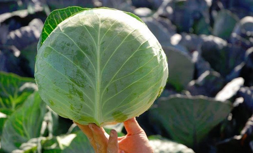 Капуста Бригадир f1 Капуста Бригадир f1