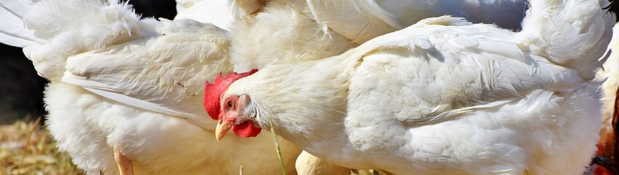 Професор з Польщі навчить українських птахівників боротися з хворобами курей