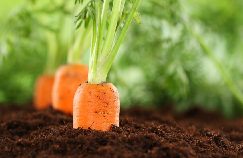 Моркву на грядці Моркву на грядці