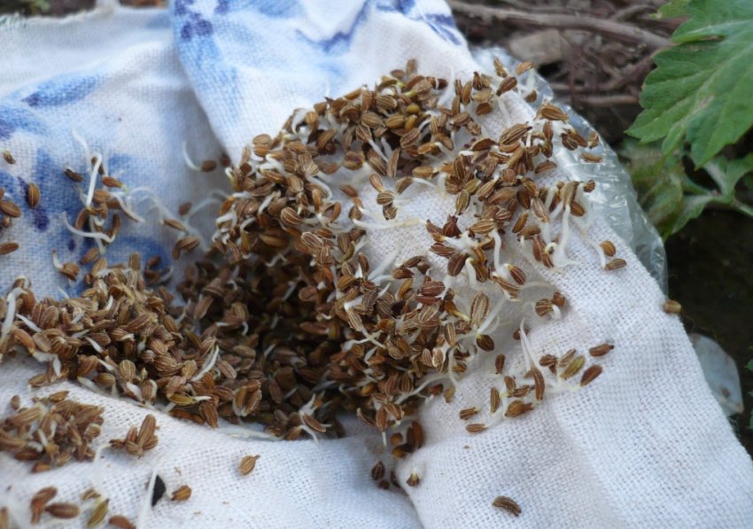 Насіння моркви Насіння моркви