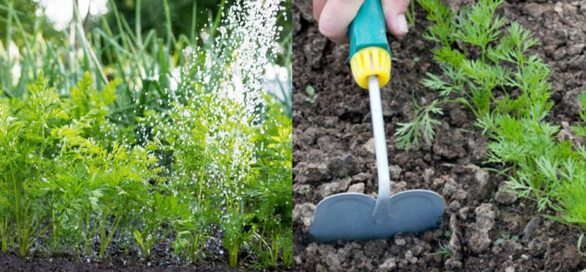 Полив і розпушування моркви Полив і розпушування моркви